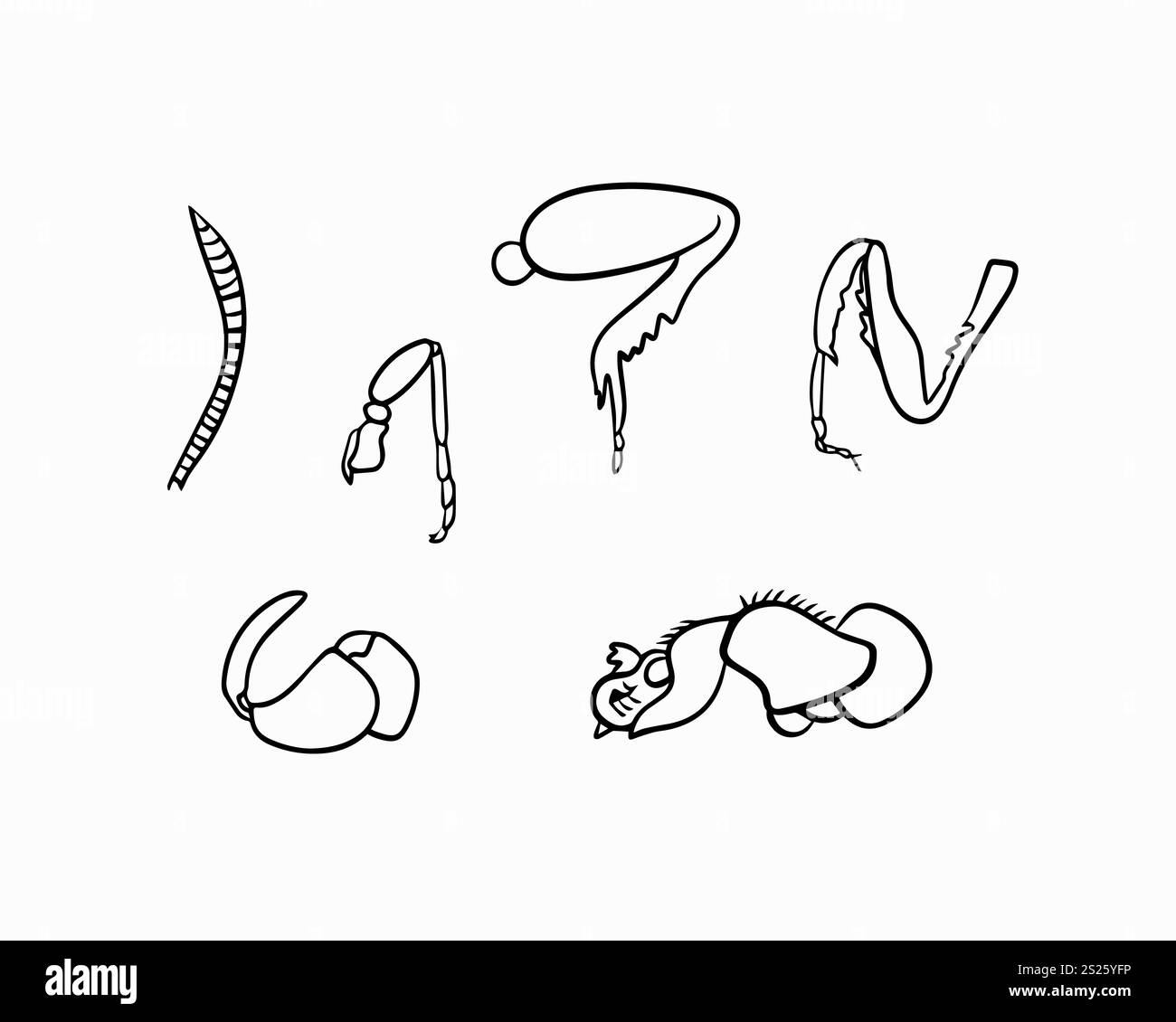 Illustrations détaillées de divers types de membres d'insectes mettant en valeur leurs structures uniques Illustration de Vecteur