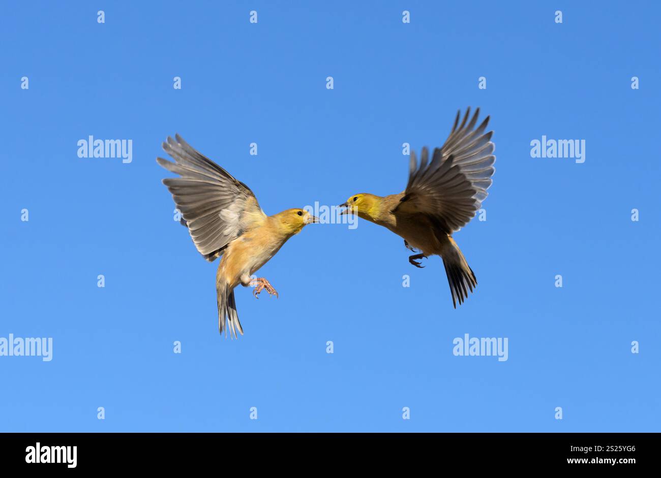 Deux goldfinches américains en vol, ayant un désaccord, contre un ciel bleu clair d'hiver Banque D'Images