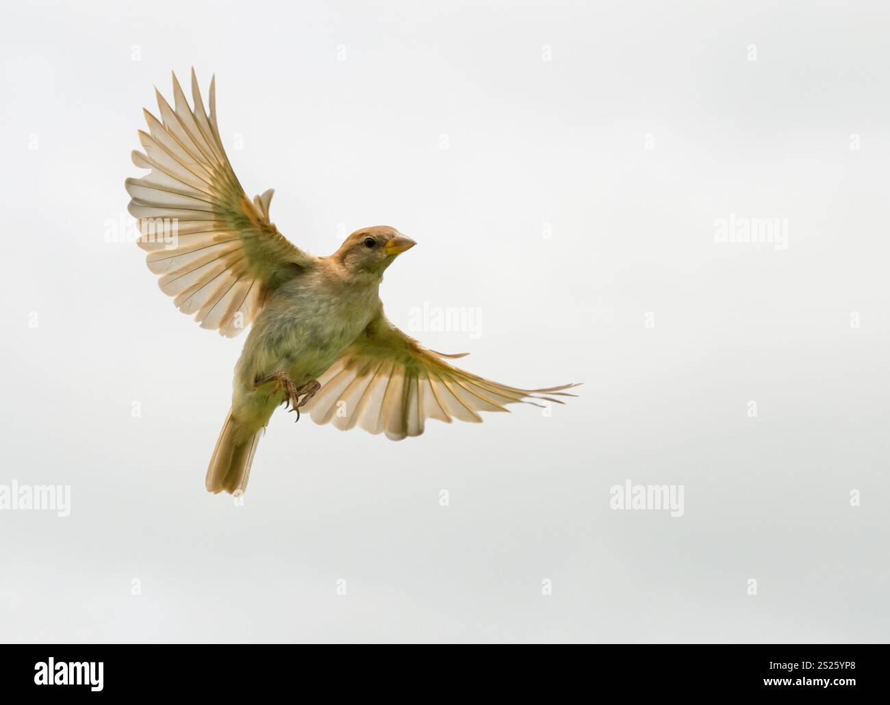 Immature House Sparrow en vol, contre le ciel nuageux ; regardant vers le bas le spectateur avec les ailes grandes ouvertes Banque D'Images Immature House Sparrow en vol, contre le ciel nuageux ; regardant vers le bas le spectateur avec les ailes grandes ouvertes Banque D'Images