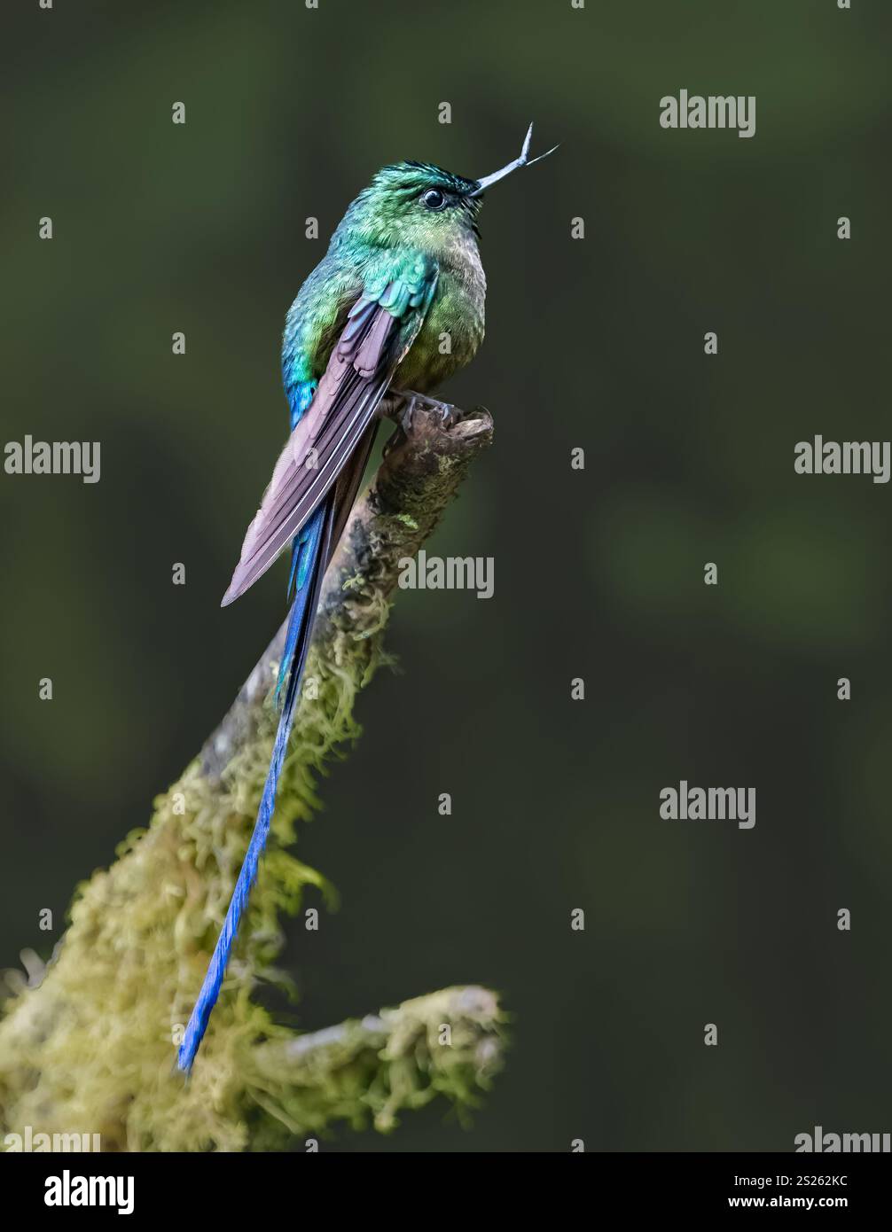 Sylphe à longue queue (Aglaiocercus kingii) avec bec cassé, forêt nuageuse de Mindo, Équateur, Amérique du Sud Banque D'Images