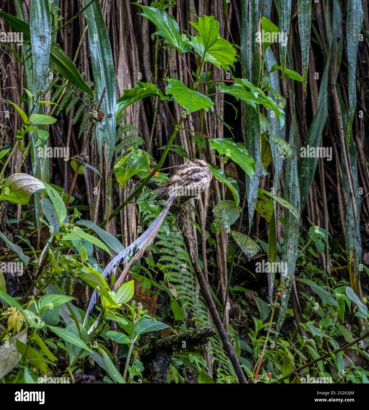 Une nuit nocturne à queue lyre (Uropsalis lyra) endormie sur une branche, forêt de nuages de Mindo, Ecuardor, Amérique du Sud Banque D'Images