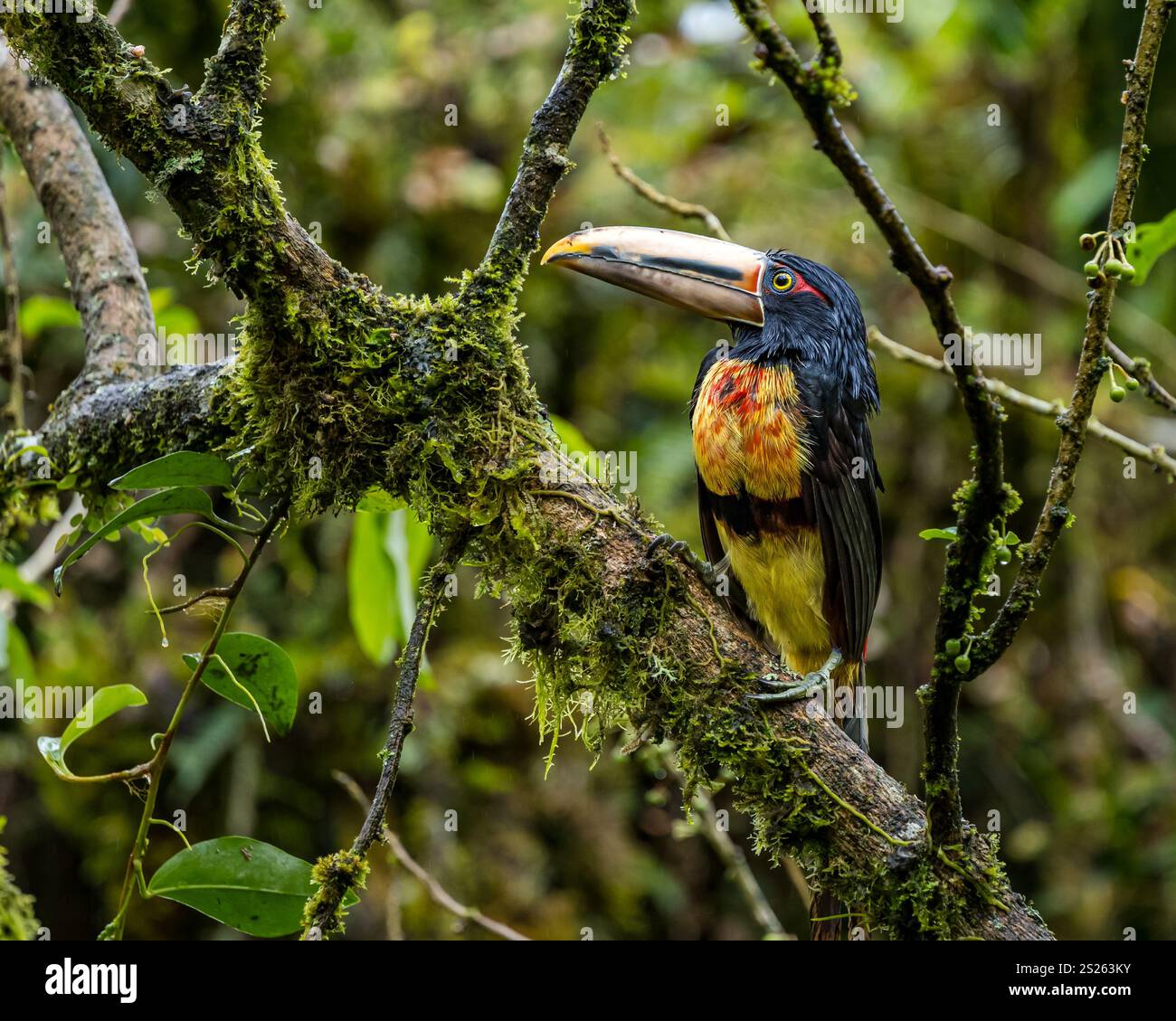 Un aracari à col ( Pteroglossus torquatus), forêt de nuages de Mindo, Équateur, Amérique du Sud Banque D'Images