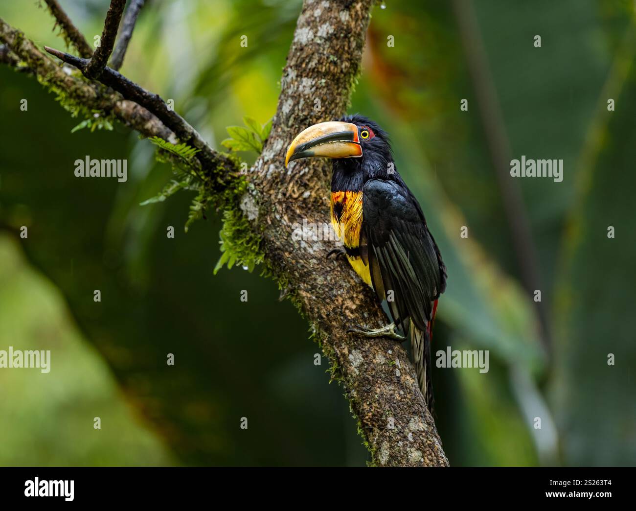 Un aracari à col ( Pteroglossus torquatus), forêt de nuages de Mindo, Équateur, Amérique du Sud Banque D'Images