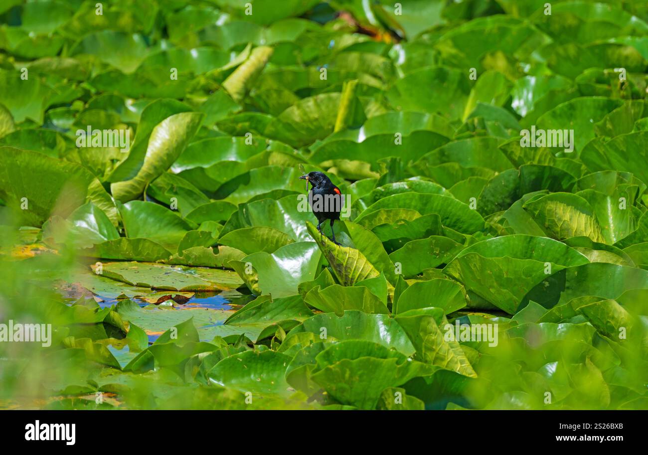 Red Winged Blackbird avec une libellule dans son embouchure le long du fleuve Mississippi dans l'Illinois Banque D'Images