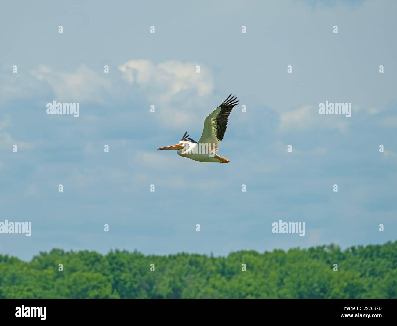 American White Pelican en vol le long du fleuve Mississippi Banque D'Images