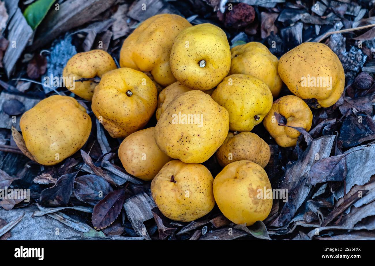 Récolte saisonnière de coing d'automne avec vitamine C et goût aigre. Gros plan. Banque D'Images