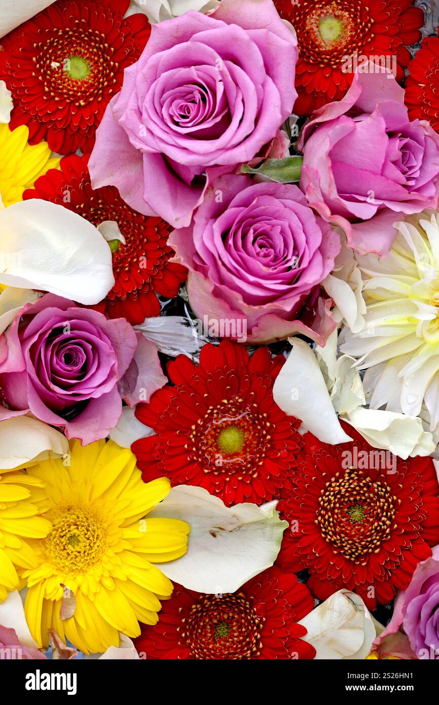 Photo de matériel de fond de fleurs colorées flottant sur l'eau prise d'en haut Banque D'Images Photo de matériel de fond de fleurs colorées flottant sur l'eau prise d'en haut Banque D'Images