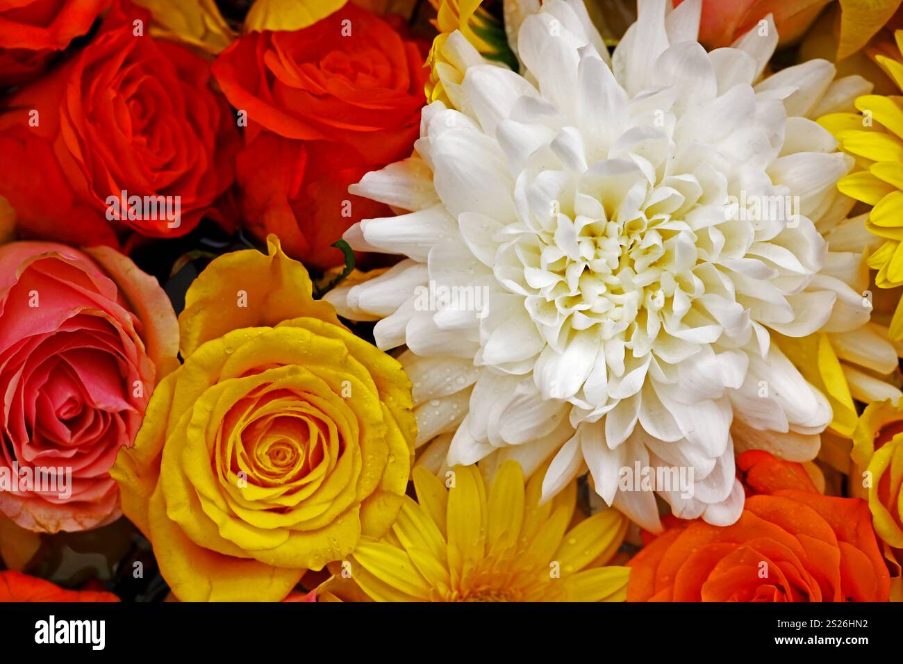 Photo de matériel de fond de fleurs colorées flottant sur l'eau prise d'en haut Banque D'Images Photo de matériel de fond de fleurs colorées flottant sur l'eau prise d'en haut Banque D'Images