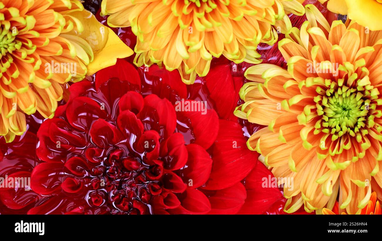 Photo de matériel de fond de fleurs colorées flottant sur l'eau prise d'en haut Banque D'Images Photo de matériel de fond de fleurs colorées flottant sur l'eau prise d'en haut Banque D'Images