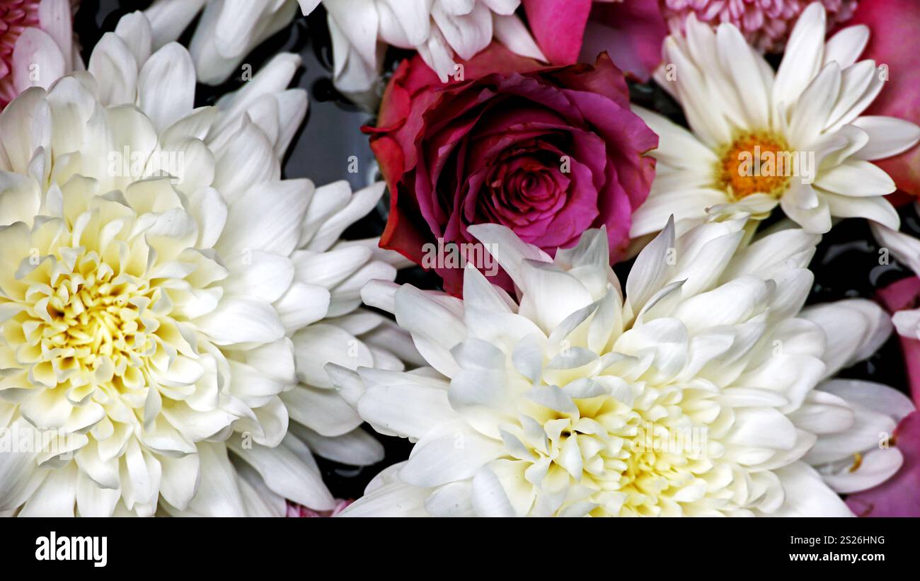 Photo de matériel de fond de fleurs colorées flottant sur l'eau prise d'en haut Banque D'Images Photo de matériel de fond de fleurs colorées flottant sur l'eau prise d'en haut Banque D'Images