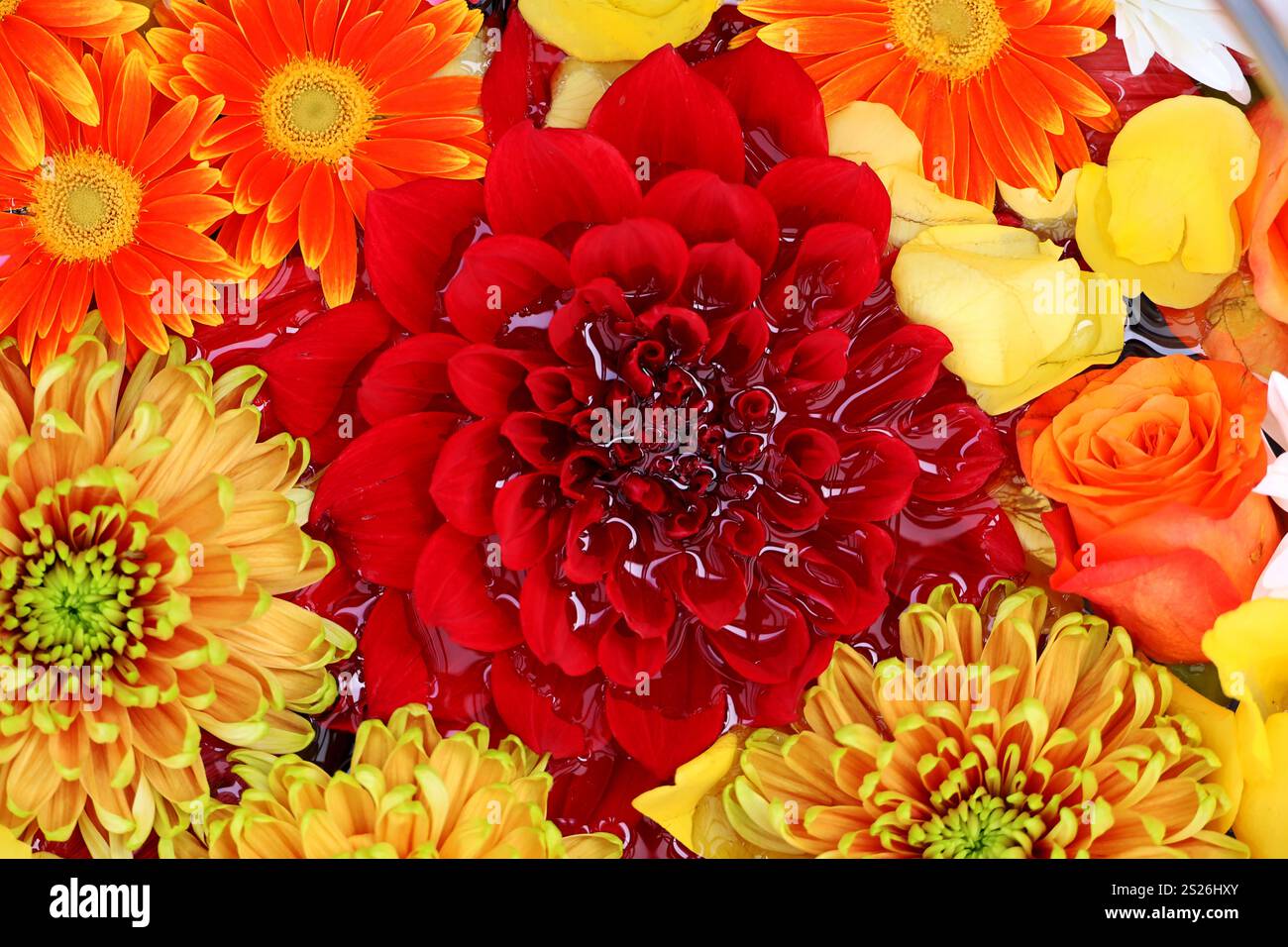 Photo de matériel de fond de fleurs colorées flottant sur l'eau prise d'en haut Banque D'Images Photo de matériel de fond de fleurs colorées flottant sur l'eau prise d'en haut Banque D'Images