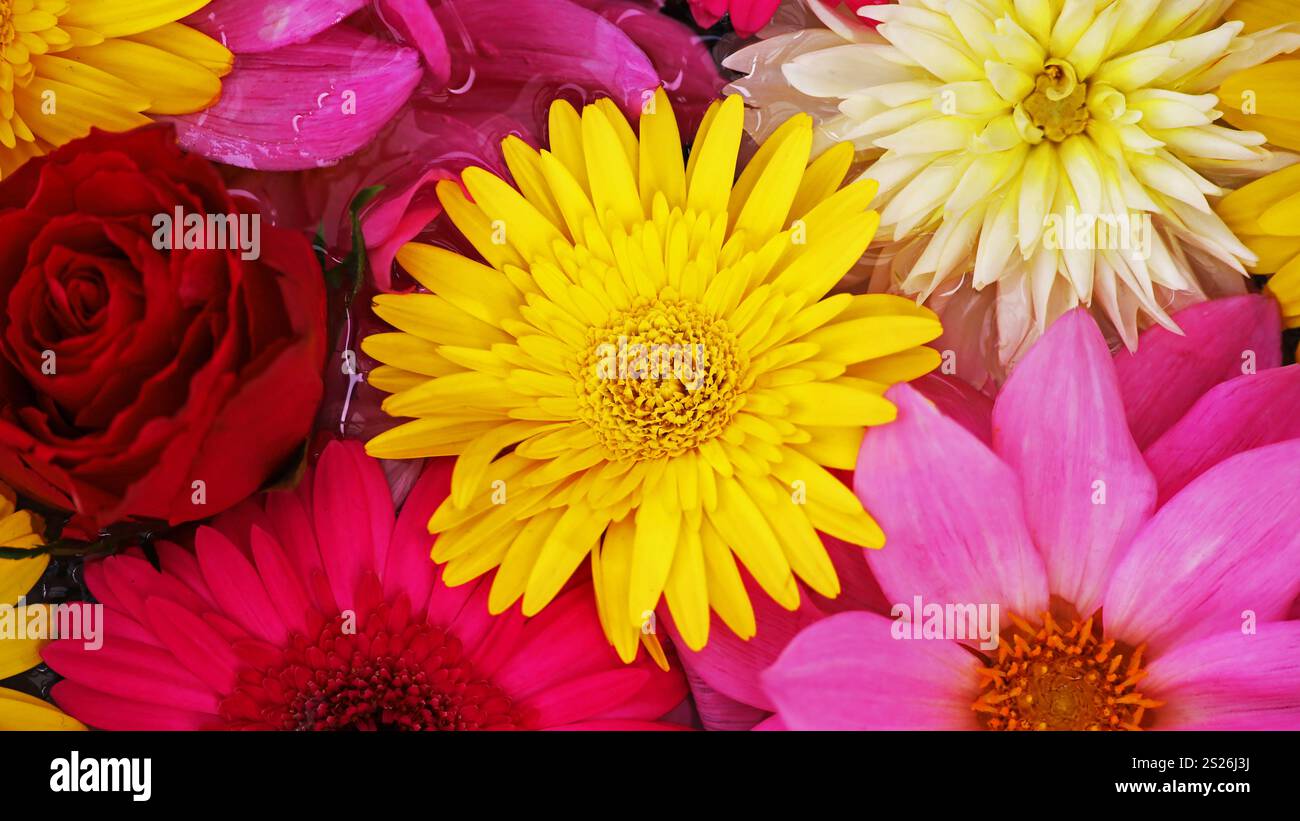 Photo de matériel de fond de fleurs colorées flottant sur l'eau prise d'en haut Banque D'Images Photo de matériel de fond de fleurs colorées flottant sur l'eau prise d'en haut Banque D'Images