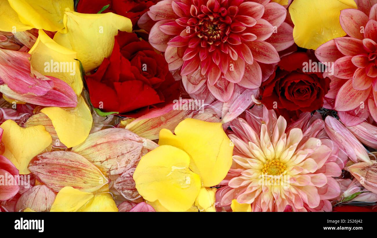 Photo de matériel de fond de fleurs colorées flottant sur l'eau prise d'en haut Banque D'Images Photo de matériel de fond de fleurs colorées flottant sur l'eau prise d'en haut Banque D'Images