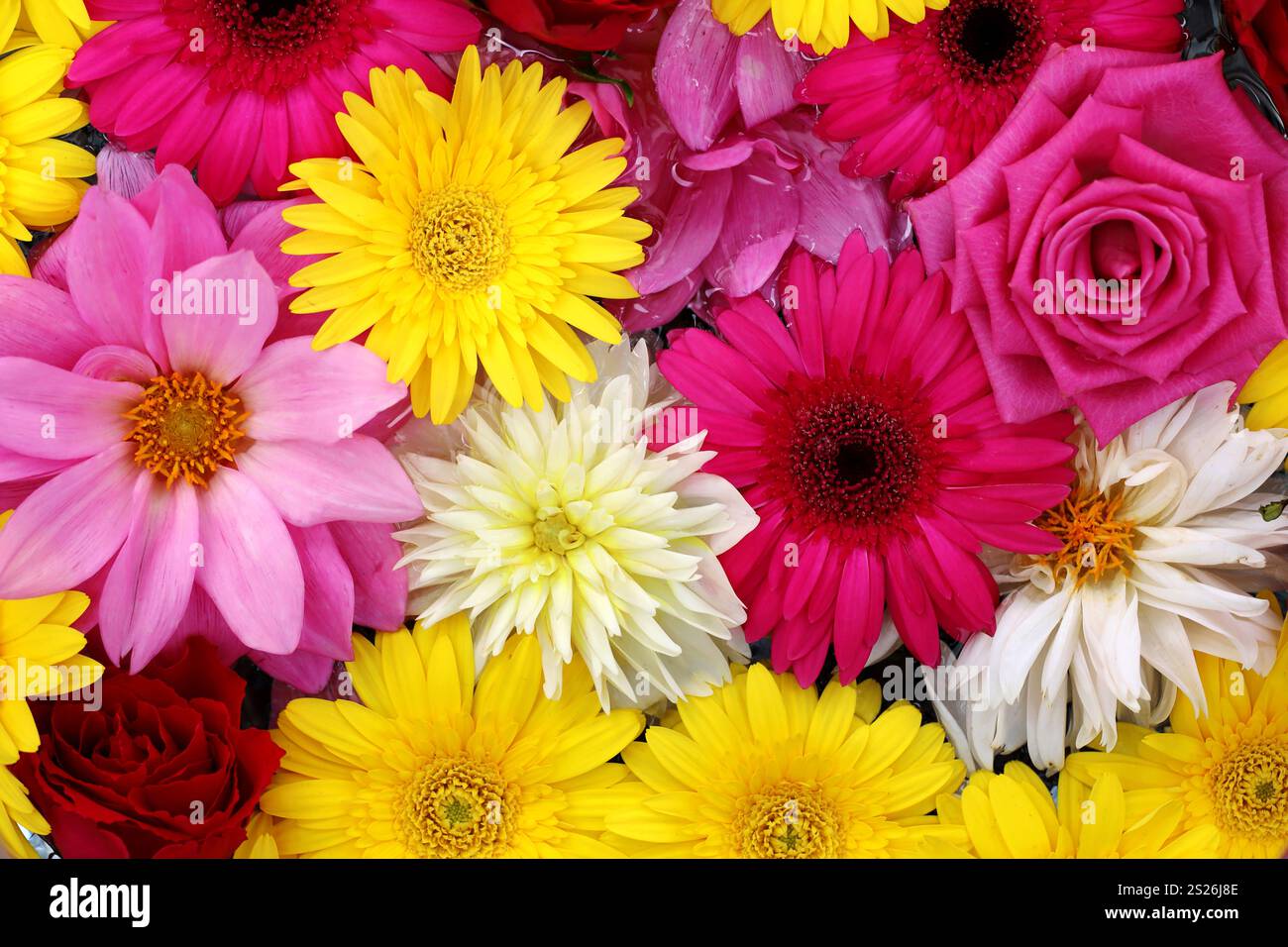 Photo de matériel de fond de fleurs colorées flottant sur l'eau prise d'en haut Banque D'Images Photo de matériel de fond de fleurs colorées flottant sur l'eau prise d'en haut Banque D'Images