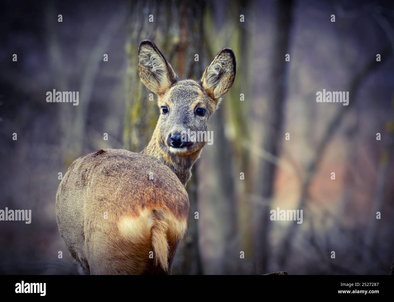 J'ai photographié un cerf rou (Capreolus capreolus) près d'une forêt, en Hongrie. Banque D'Images