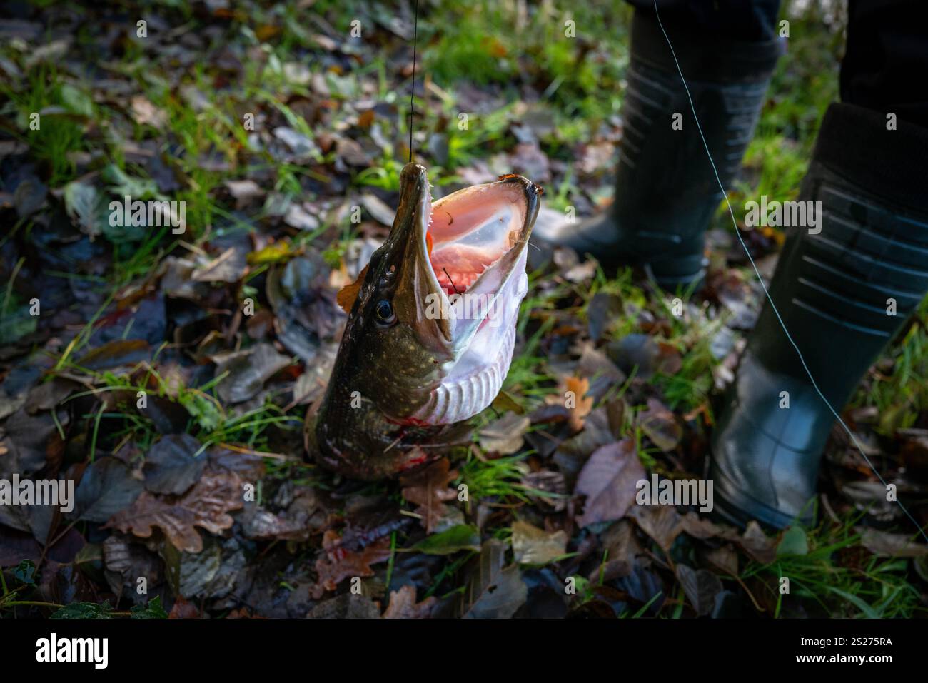 Un pêcheur a attrapé un gros brochet Banque D'Images