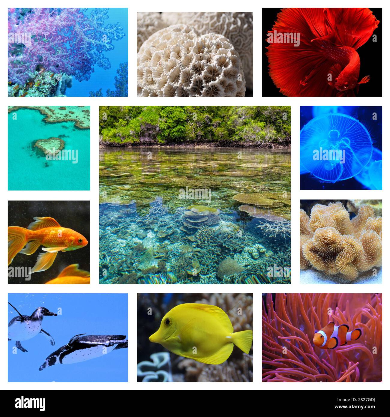 collage d'images du monde de l'eau. Nature sous-marine, poissons, coraux, animaux et plantes. Belle nature colorée pittoresque sous l'eau Banque D'Images