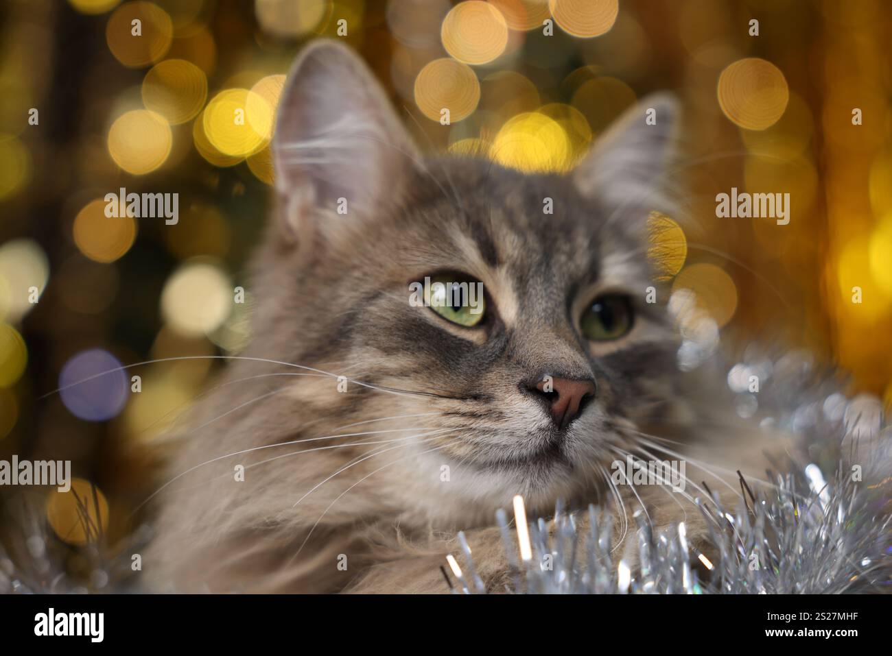 Chat mignon avec des guirlandes brillantes contre les lumières floues, gros plan. Ambiance de Noël Banque D'Images