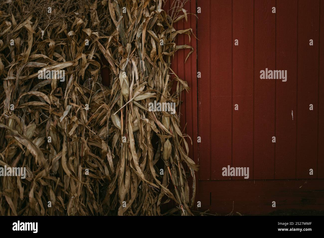 Automne, grange rouge aux tiges de maïs séchées, midwest Banque D'Images