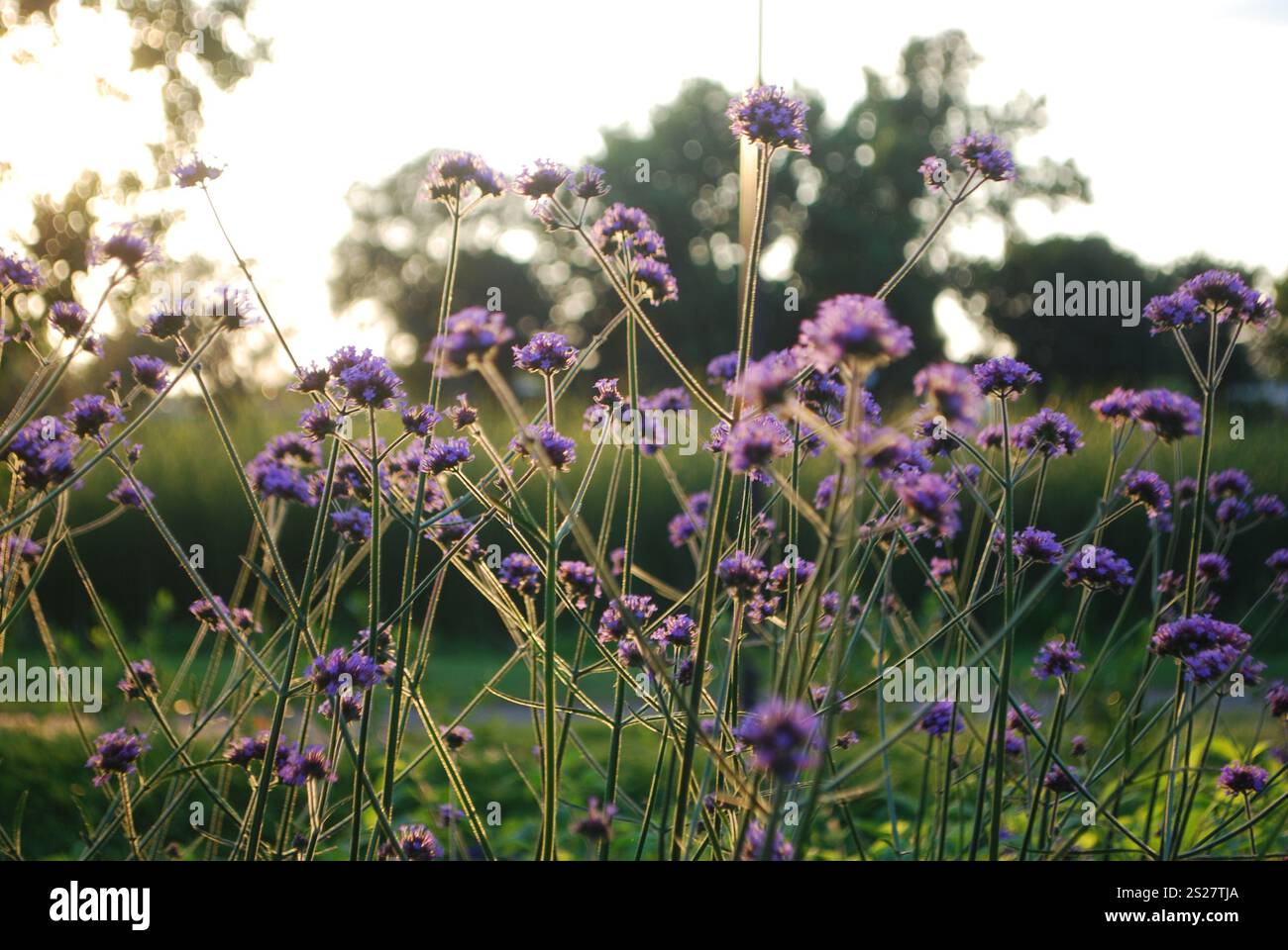 Sunlight Purpletop fleurs verveines gros plan macro dans un jardin Banque D'Images