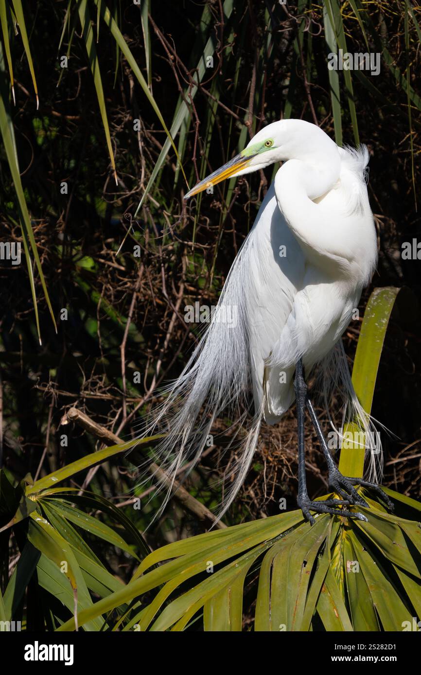 Grande aigrette (Ardea alba) perchée, avec plumage d'accouplement et affichage Banque D'Images