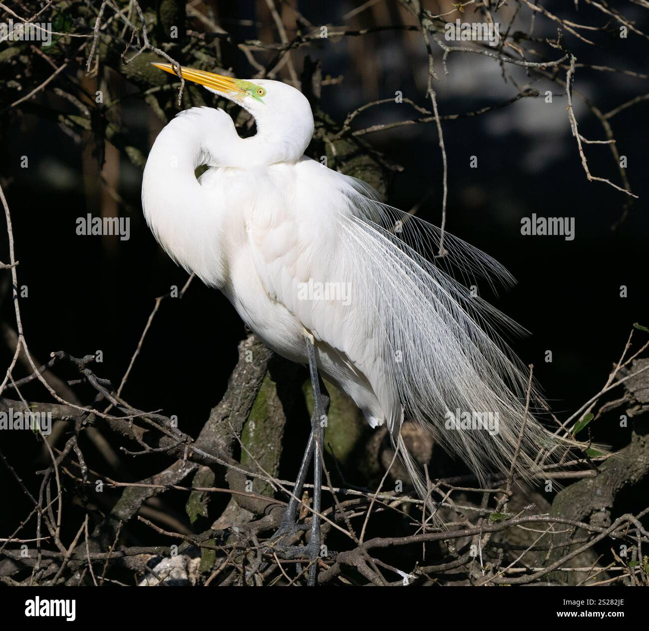 Grande aigrette (Ardea alba) perchée, avec plumage d'accouplement et affichage Banque D'Images