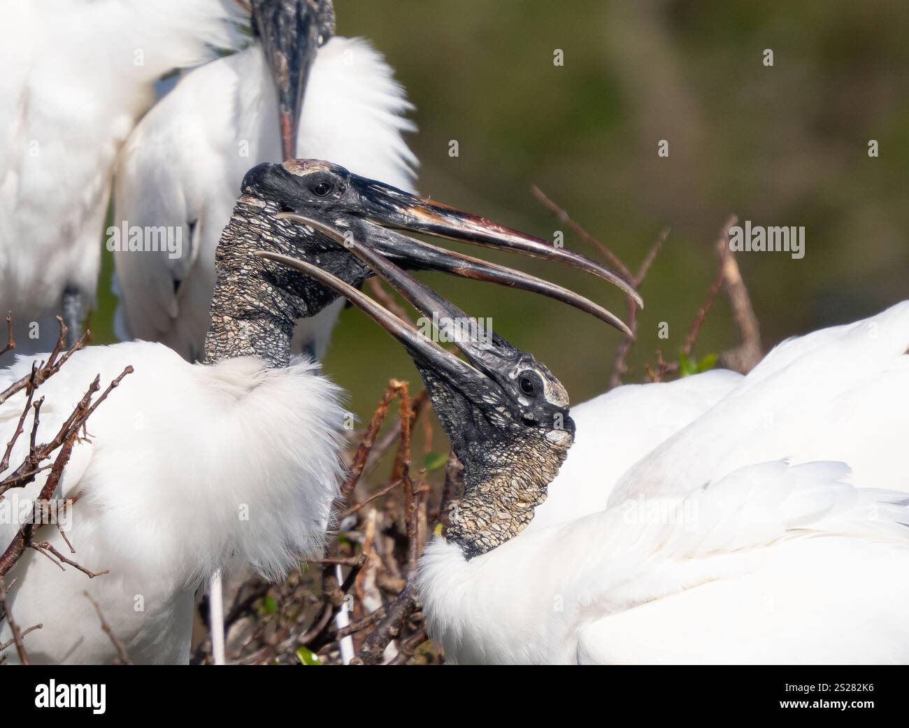 Cigognes des bois (Mycteria americana) présentant un comportement agressif dans une recrue. La cigogne des bois est classée comme « préoccupation mineure » par l'UICN, mais elle est cl Banque D'Images