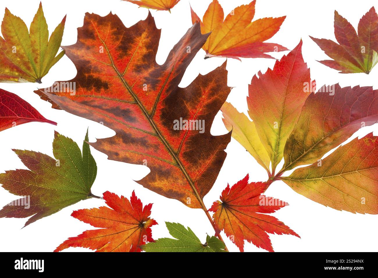 Les messagers colorés de l'automne. Feuilles sur un fond blanc Autriche Banque D'Images