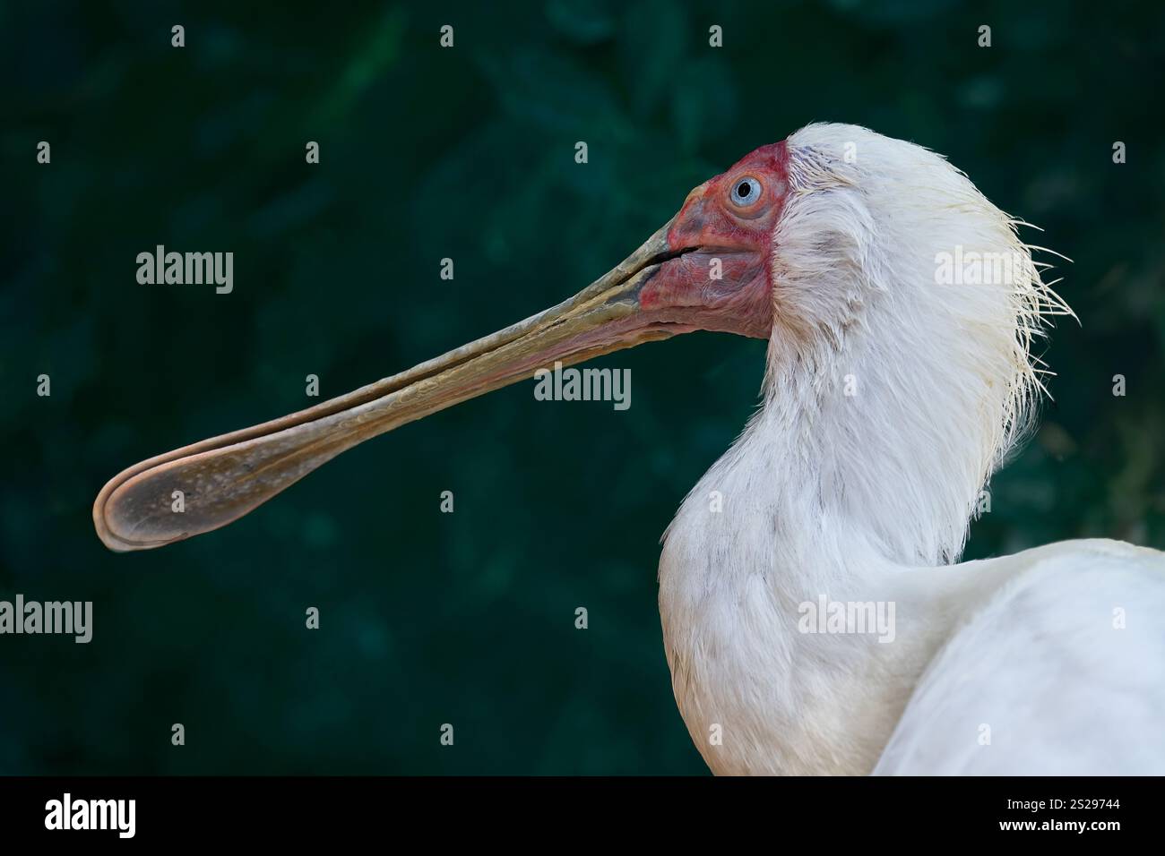 Gros plan sur un fond vert foncé de l'oiseau de l'Alouée africaine (Platalea Alba). Aire de répartition Gambie est vers le Soudan et sud vers la province du Cap. Banque D'Images
