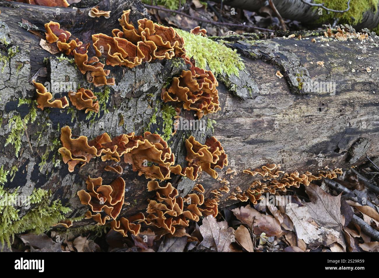 Papillons tramés (Trametes versicolor), champignon médicinal Banque D'Images