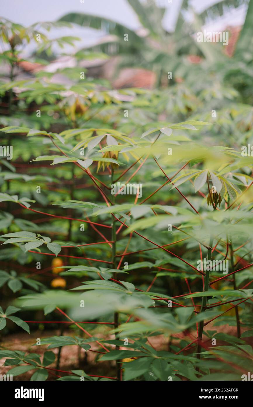 Jeune manioc avec des feuilles vertes vibrantes poussant dans un cadre de terres agricoles rurales, mettant en valeur les premiers stades de la croissance agricole. Banque D'Images