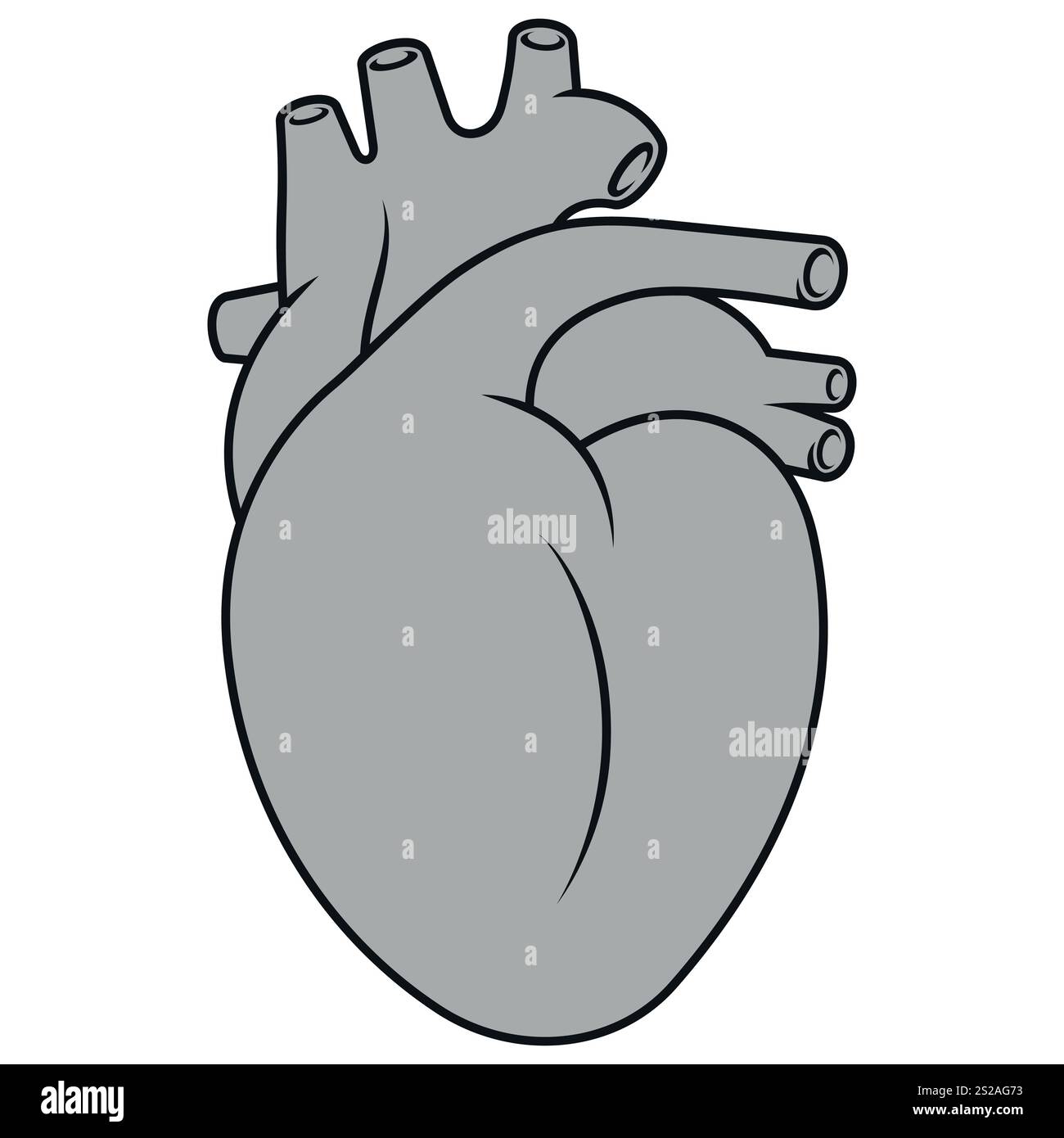 Coeur humain réaliste, organe circulatoire humain Illustration de Vecteur