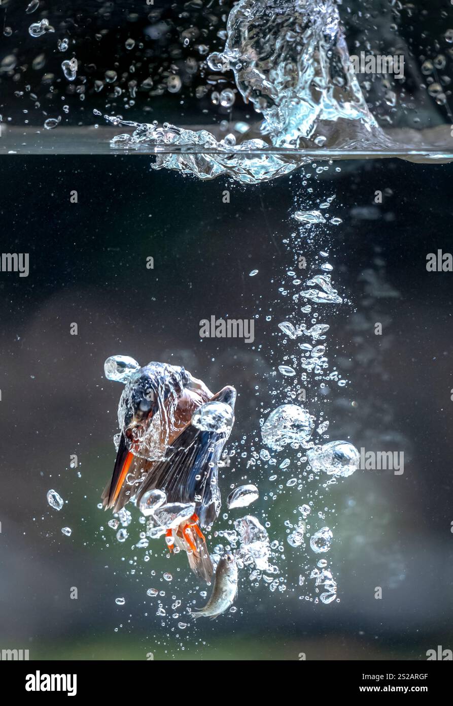 le vibrant kingfisher plonge dans l'eau, capturant un poisson dans son bec, mettant en valeur l'incroyable vitesse et l'agilité de l'oiseau Banque D'Images