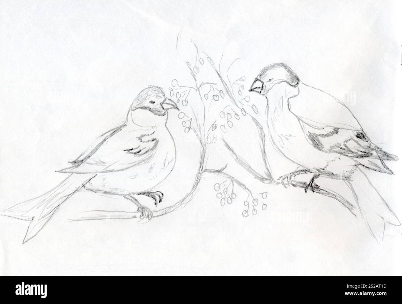 Croquis au crayon dessiné à la main d'un oiseau taureau perché sur une branche de rowan, sur le papier blanc. Idéal pour les projets sur le thème de la nature et saisonniers, le sketch Banque D'Images