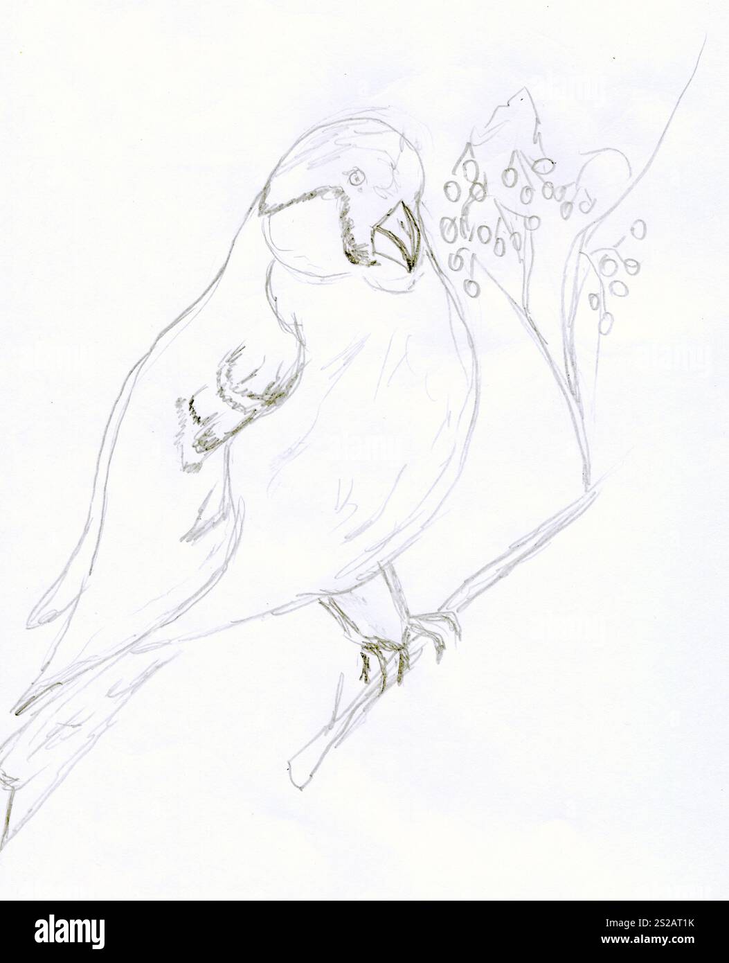 Croquis au crayon dessiné à la main d'un oiseau taureau perché sur une branche de rowan, sur le papier blanc. Idéal pour les projets sur le thème de la nature et saisonniers, le sketch Banque D'Images