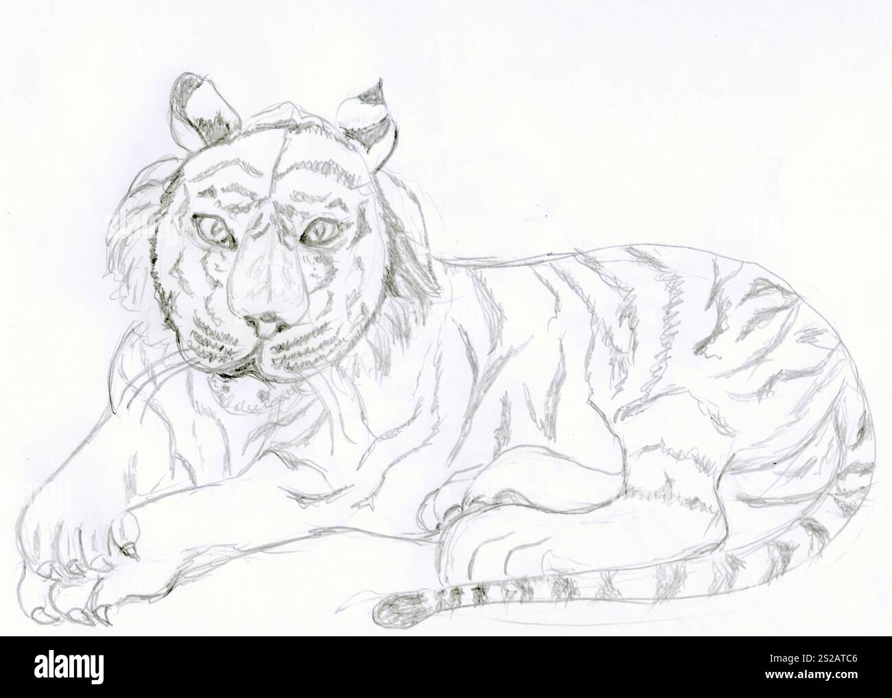 Dessin au crayon abstrait d'un tigre pondant. Idéal pour la faune et les projets de nature, art numérique, cartes de vœux, capture de dessin minimaliste Banque D'Images