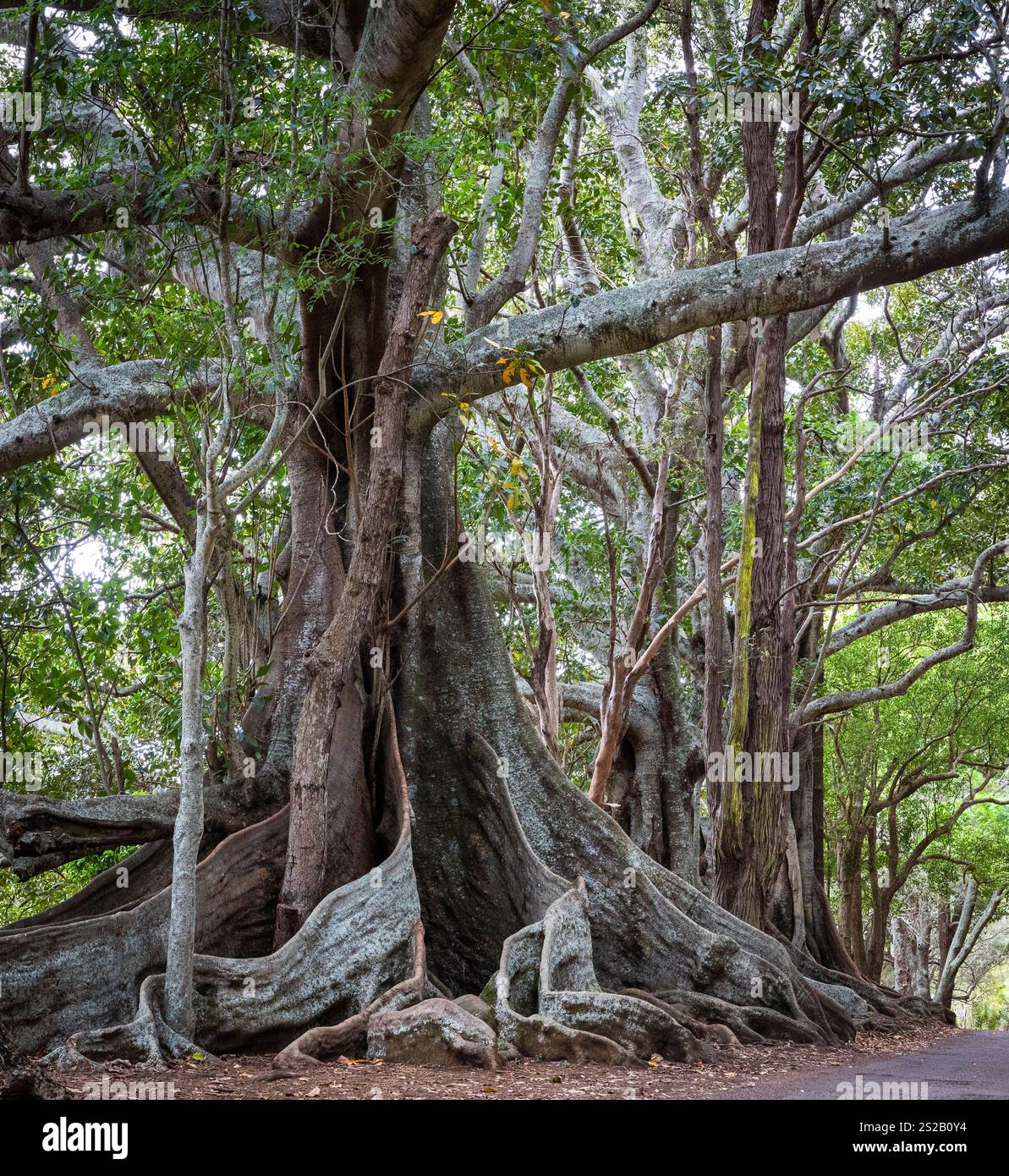 Figuiers de Moreton Bay sur Norfolk Island Australie Banque D'Images