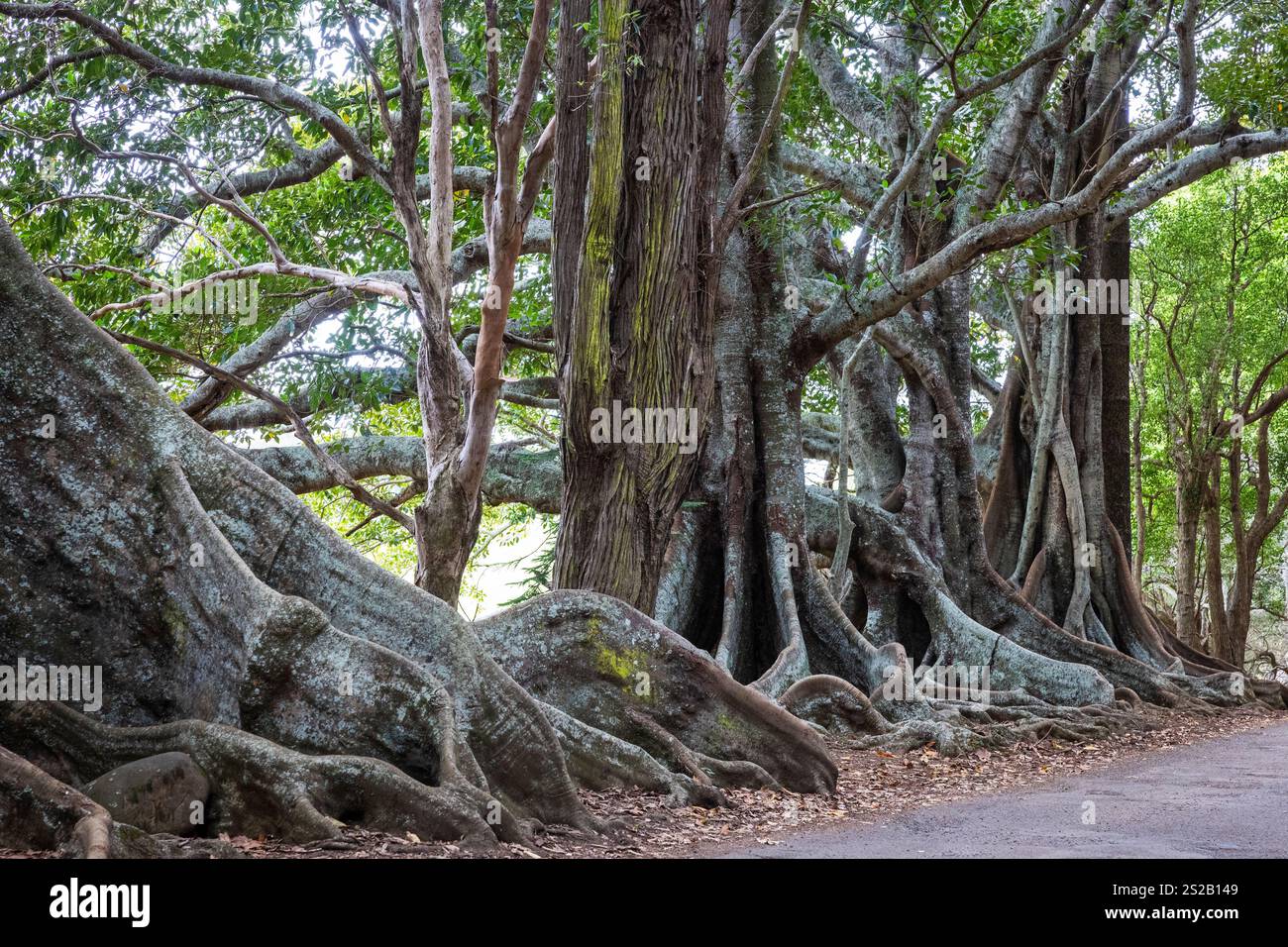 Figuiers de Moreton Bay sur Norfolk Island Australie Banque D'Images