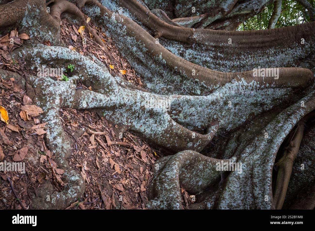 Figuiers de Moreton Bay sur Norfolk Island Australie Banque D'Images