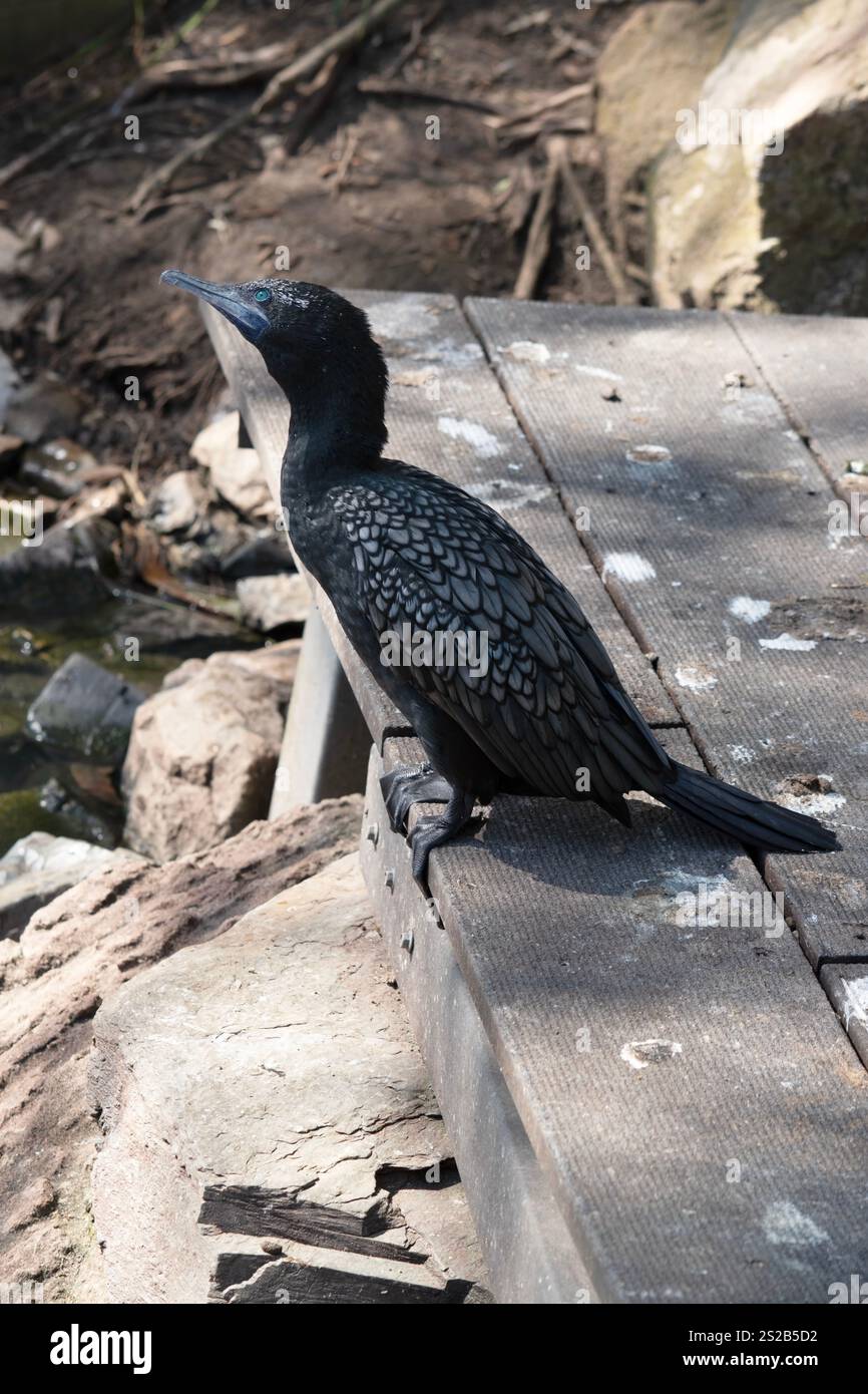 le petit cormoran noir est un oiseau de mer noir avec un œil bleu Banque D'Images