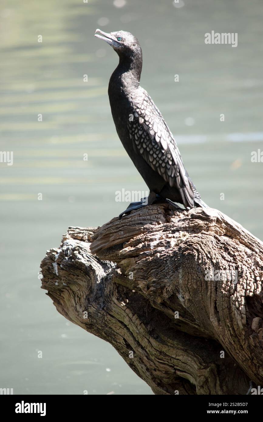 le petit cormoran noir est un oiseau de mer noir avec un œil bleu Banque D'Images