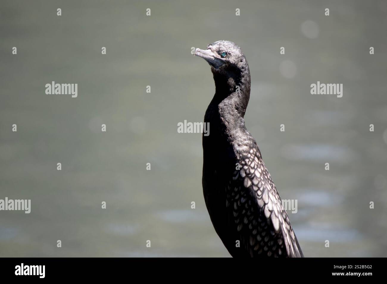 le petit cormoran noir est un oiseau de mer noir avec un œil bleu Banque D'Images