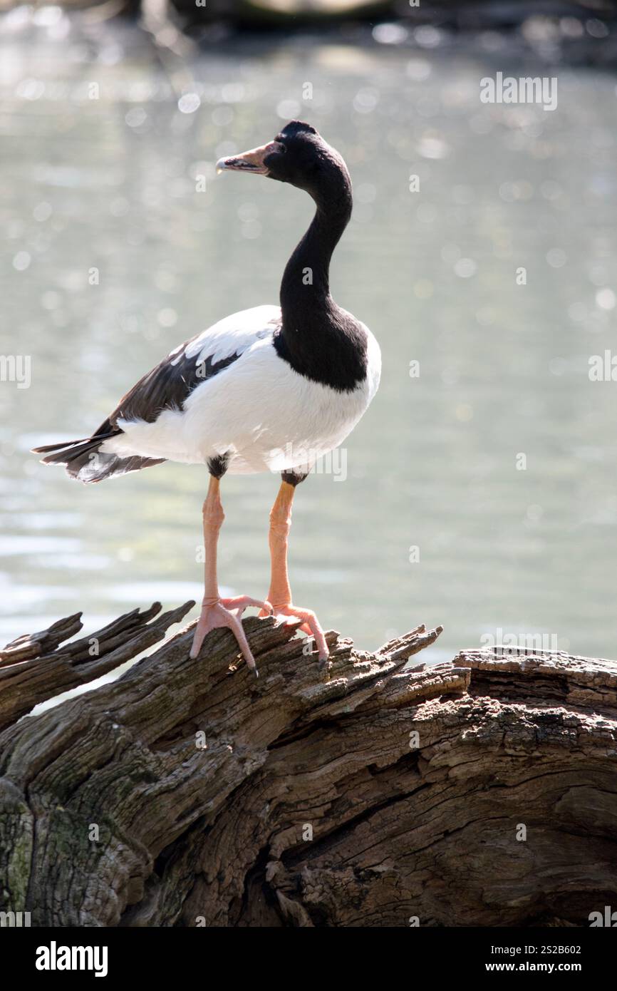 le gosling de la pie a des peluches grises et des plumes blanches qui commencent à apparaître. Banque D'Images