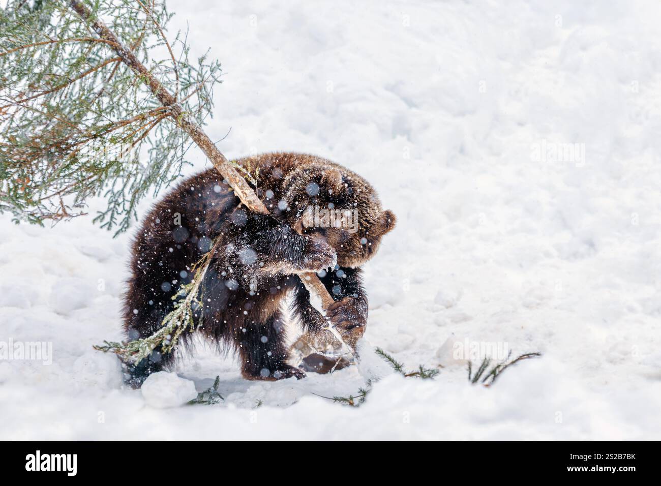 Dans un paysage enneigé, un ours brun s'engage avec une branche d'arbre tombée, mettant en valeur sa nature ludique au milieu des flocons de neige qui tombent. Banque D'Images