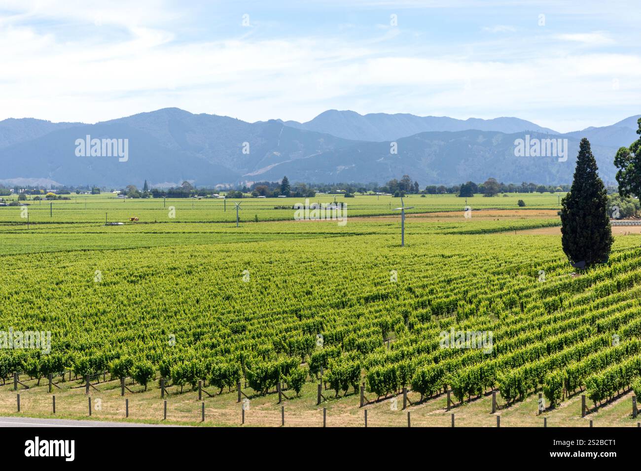 Vue sur le vignoble depuis Wither Hills Winery on Marlborough Wine Trail, Burleigh, Wairau Valley, Marlborough Region, South Island, nouvelle-Zélande Banque D'Images
