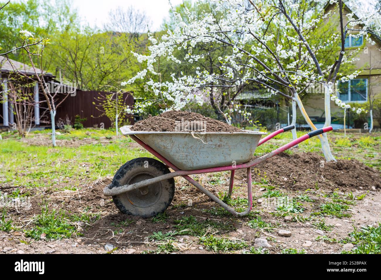 Une brouette remplie de terre se trouve dans un jardin de printemps, prête à être plantée. Les pruniers en fleurs sont en arrière-plan, symbolisant la saison de gar Banque D'Images