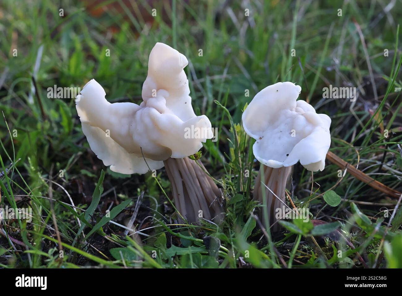 Helvella crispa, connue sous le nom de selle blanche, selle d'elfin ou helvel commun, champignon sauvage de Finlande Banque D'Images Helvella crispa, connue sous le nom de selle blanche, selle d'elfin ou helvel commun, champignon sauvage de Finlande Banque D'Images