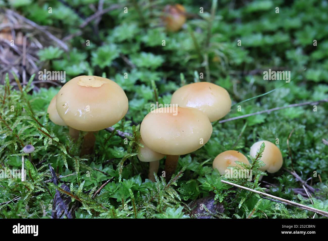 Hypholoma capnoides, communément appelé Conifer Tuft, champignon originaire de Finlande Banque D'Images