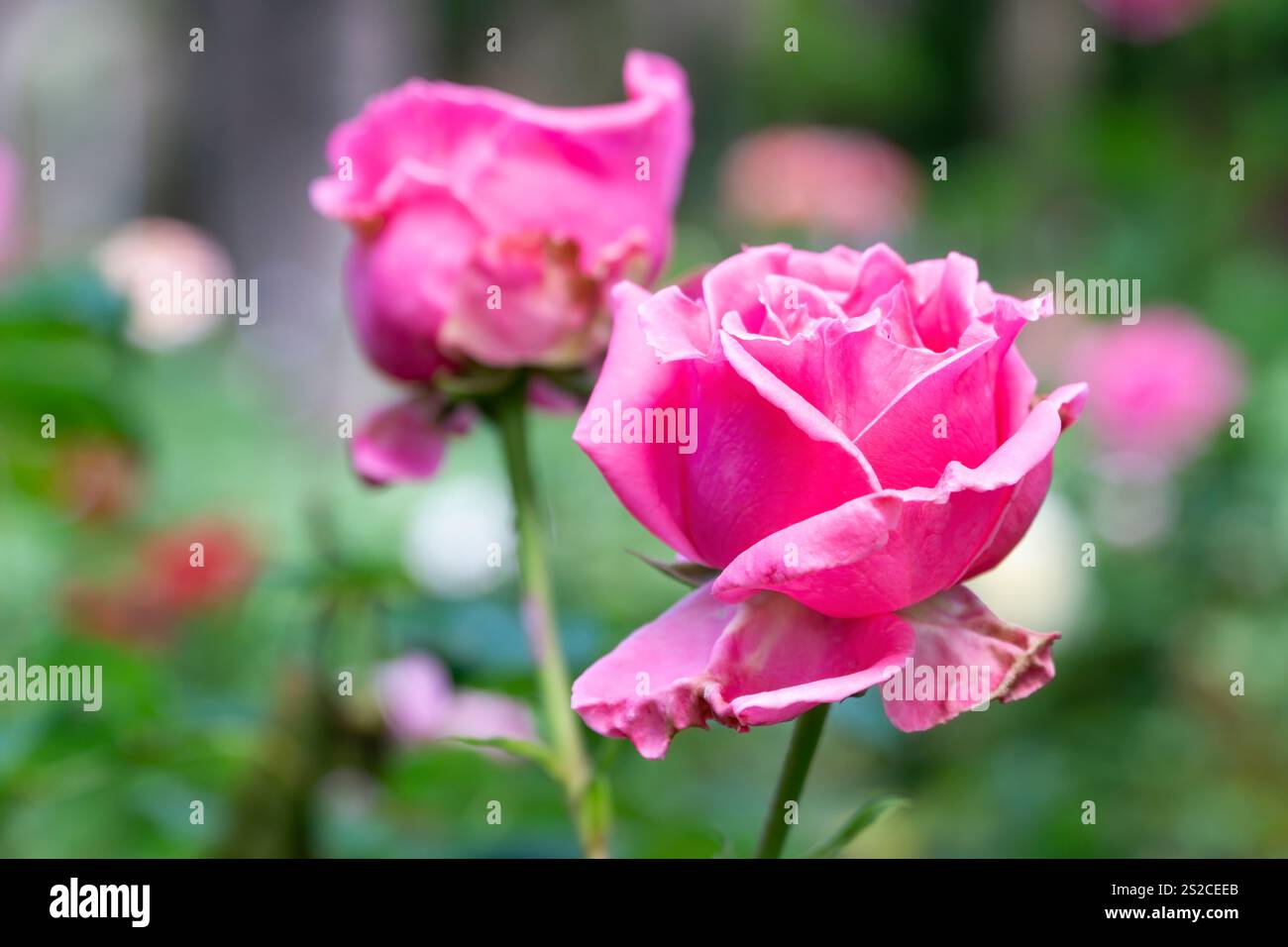 Gros plan de deux roses roses dans Un jardin, faible profondeur de champ Banque D'Images