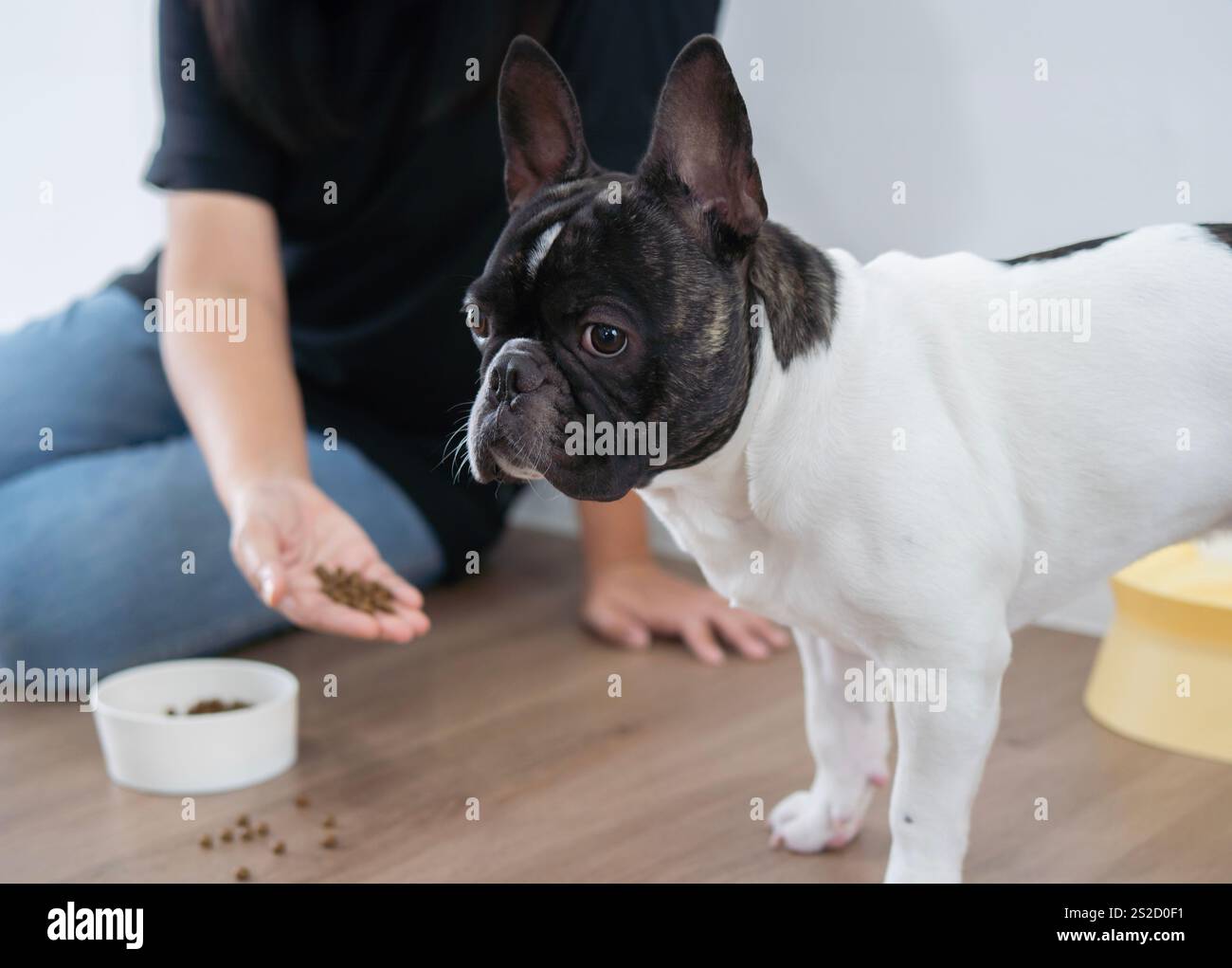 Bouledogue français noir et blanc malade ou triste debout sur le sol à côté d'un bol plein de nourriture sèche et refuser de manger, pas d'appétit Banque D'Images